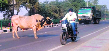 Stray cattle have commuters worried in Patiala
