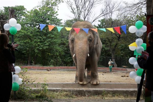 ‘World’s loneliest elephant’ Kaavan starts trip to Cambodia