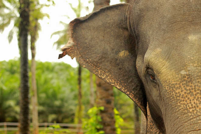 Free from confinement, a happy Diwali for elephant Sunder