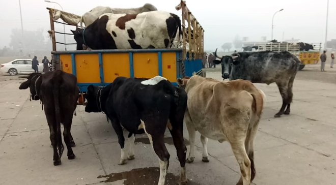 Madhya Pradesh to have ‘cow cabinet’