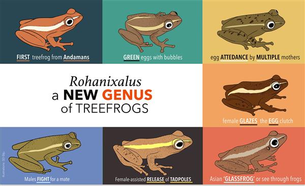 New genus of treefrog discovered in Andaman