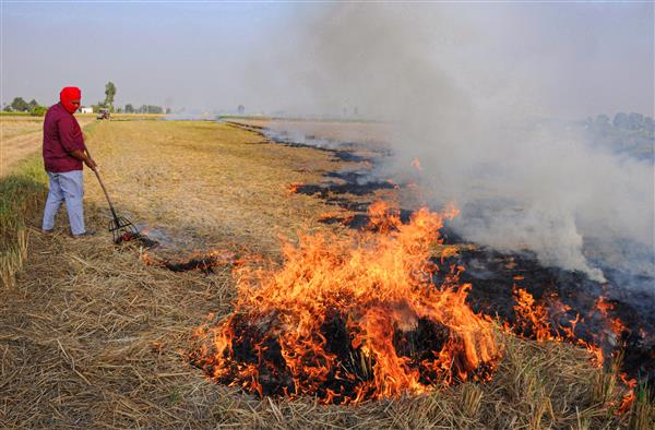 Stubble burning: Delhi govt forms panel to ascertain impact of Pusa bio-decomposer