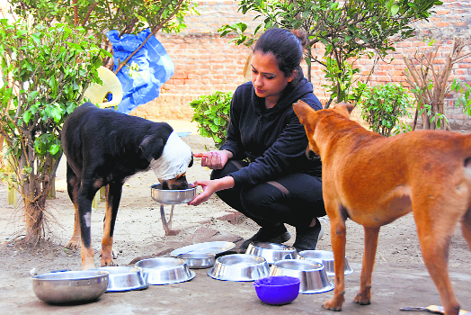 Stray at Home: The pariah dogs are finding acceptance