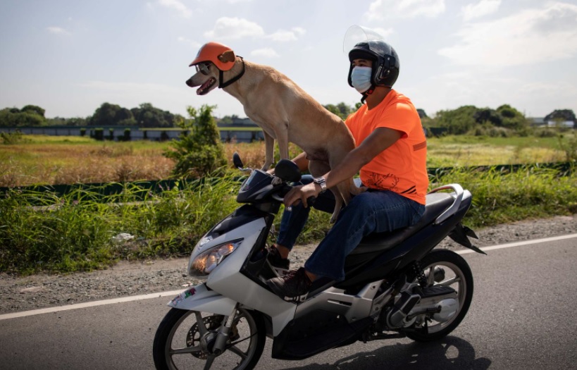 Biker dog Bogie thrills fans as he cruises Philippine highways