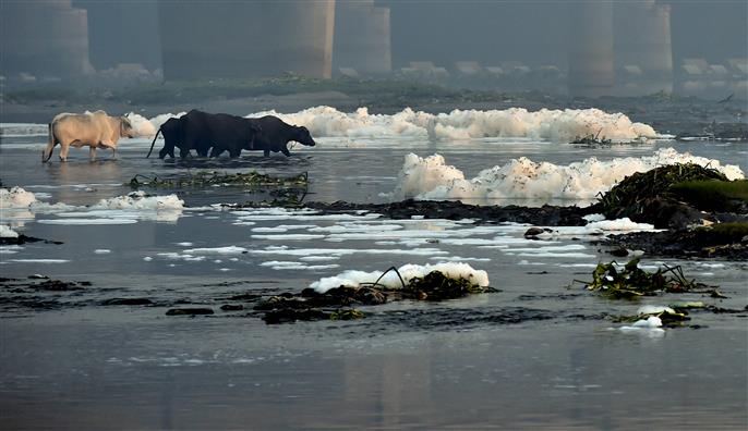 Frothing in Yamuna: Detergents in untapped sewage major reason
