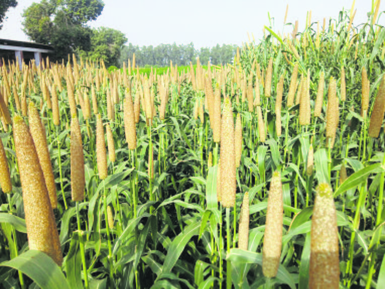 Haryana Agricultural University develops bio-fortified millet