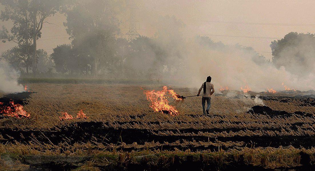 Stop farm fires, Central Pollution Control Board tells Punjab, Haryana