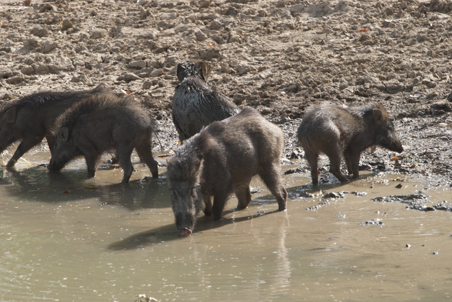 Farmers jittery as wild boars destroy crop, approach hunters