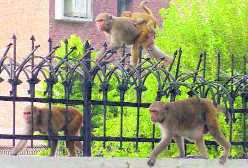 Monkey menace: Forest dept may turn to ETF