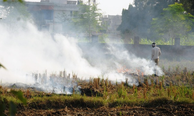 Stubble burning up 44% in Haryana