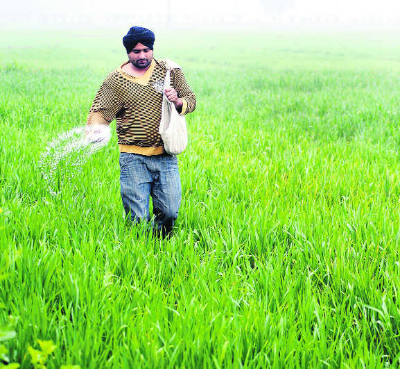 Short on fertilisers, Punjab stares at bigger agri crisis : The Tribune  India