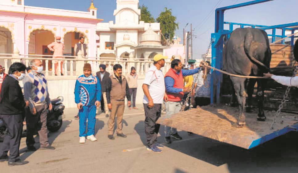 Drive to catch strays begins in Patiala