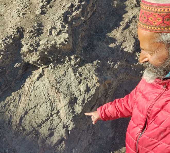Discovery of palm fossils proves Himalayas rose from sea: Expert