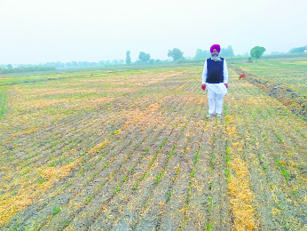 In Sangrur village, 92% sowing done without burning stubble