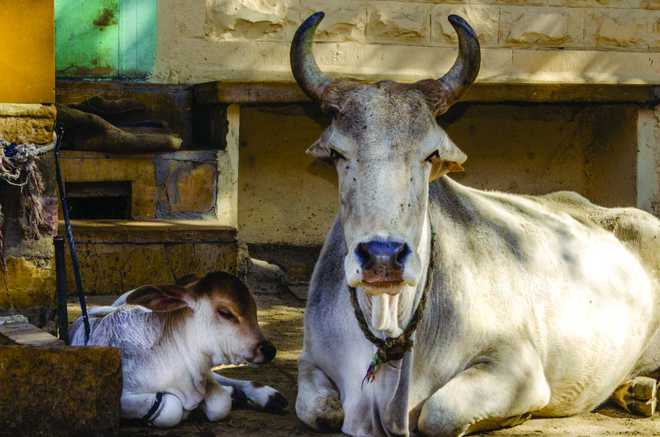 In MP, ‘gau cabinet’ to protect cows