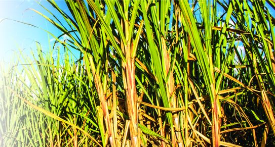 Sugarcane farming: Labour productivity the key to sweet success