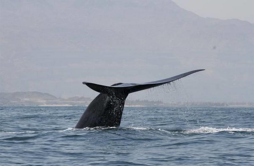 New population of blue whales discovered in western Indian ocean
