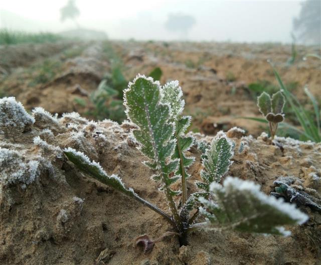 Hisar records coldest December day since 1973; crop yield expected to take a hit