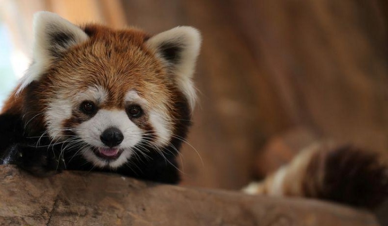 Chile zoo introduces two rare red pandas to the public