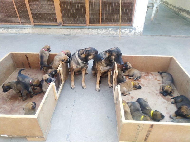 ITBP names its 'Osama hunter' pups after locations along Ladakh front