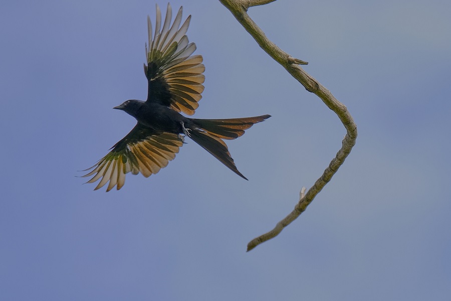 Drongo: The kotwal among birds