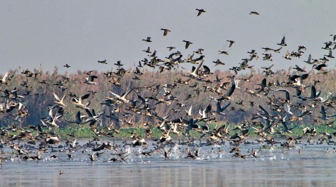 Rare migratory birds from Siberia spotted at Harike