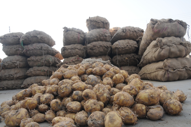As potato prices fall, farmers stare at losses