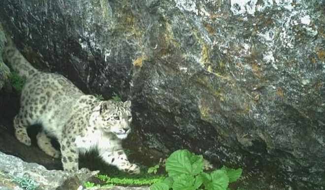 Snow leopard count rises in Himalayan national park
