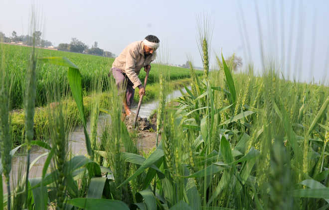 Cabinet nod for making crop insurance voluntary for farmers