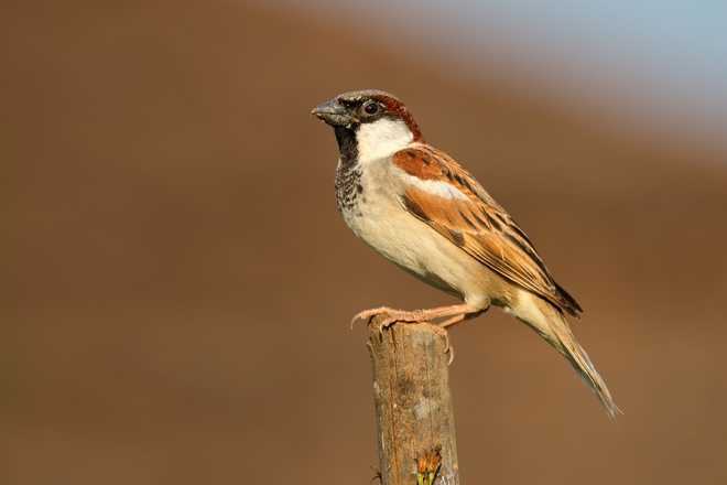 Over 50 per cent of Indian birds at long-term risk: Report