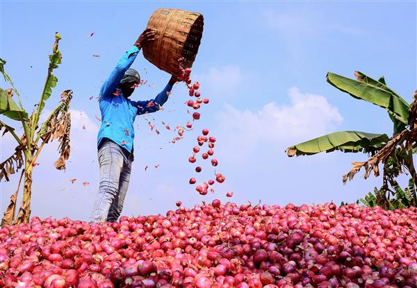Onion farmers protest ban on exports