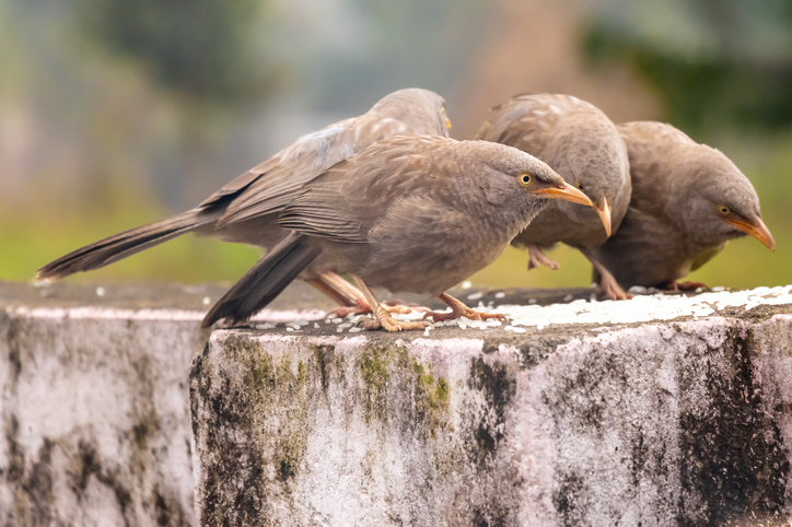 Birds may learn to make better food choices by watching videos of others eating: Study