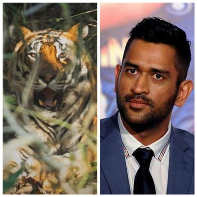 Instafam says ‘tiger captures tiger’ to Mahendra Singh Dhoni’s big cat photo