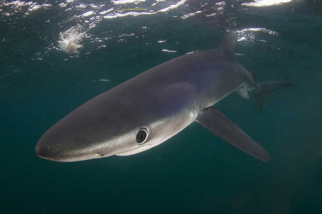 Marine experts want revisiting of protected sharks, rays
