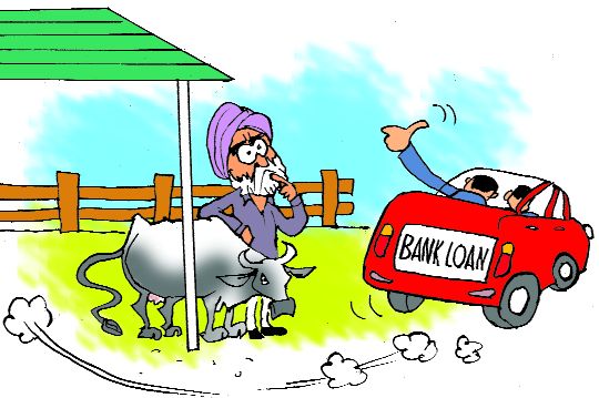 Banks in Punjab reluctant to lend for livestock rearing