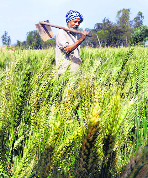 Govt makes PM crop insurance optional
