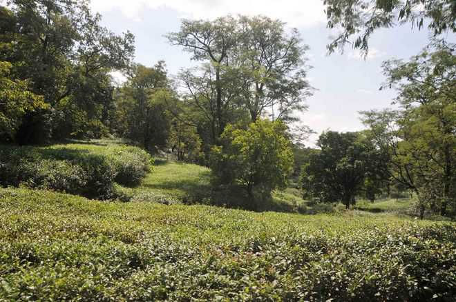Himachal Govt under pressure to allow tea land sale for cantonment
