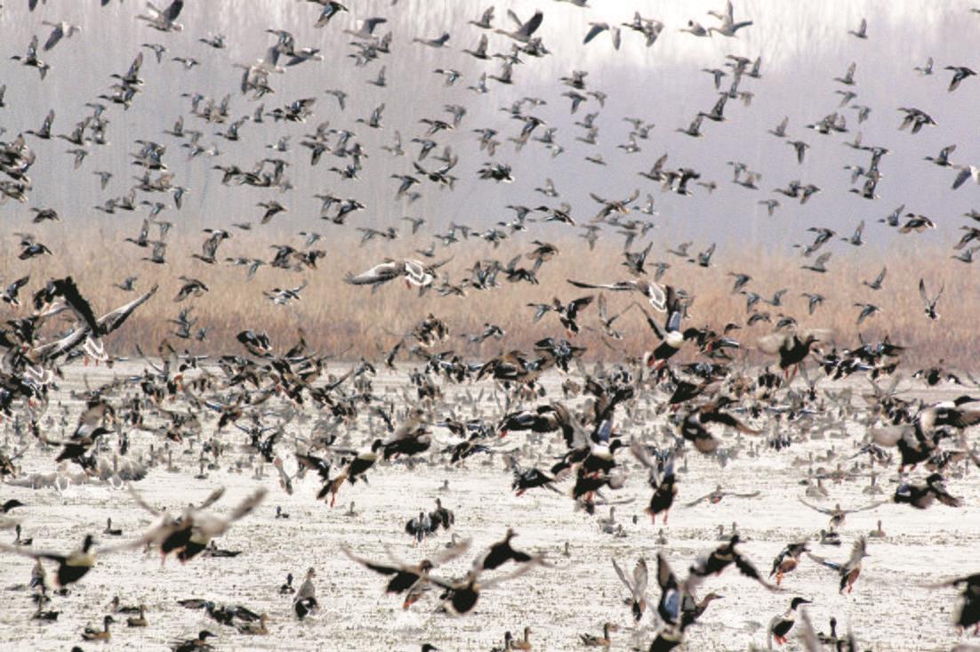 Tracking bird flu: UT keeping eye on migratory birds in wetlands