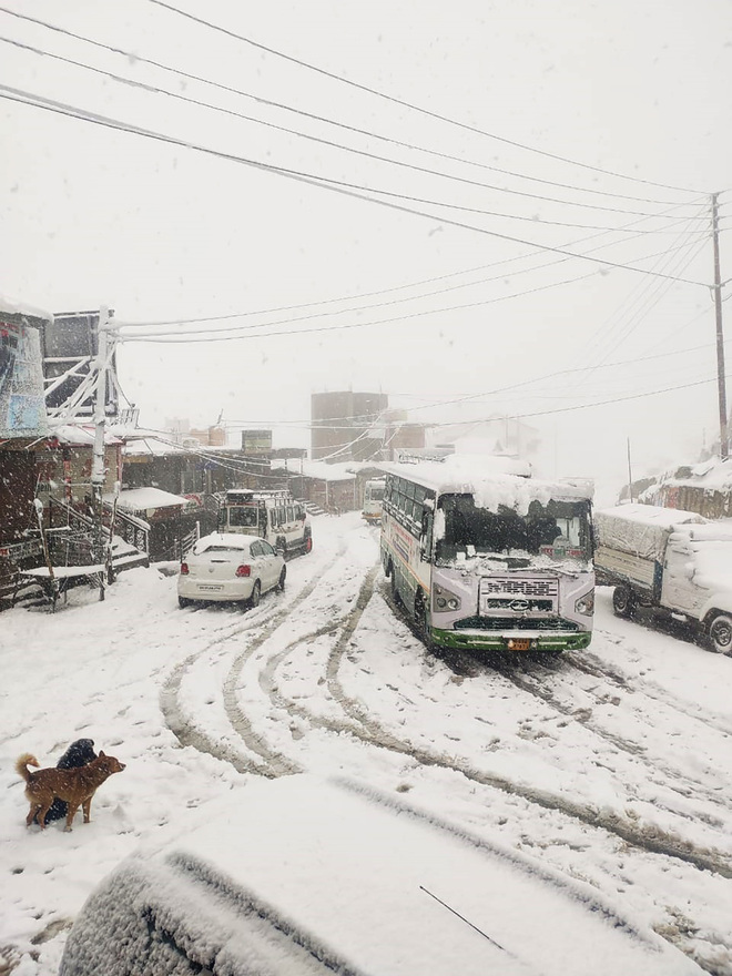 Snow in Shimla, Kufri, Mashobra