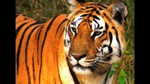 Private land to be purchased for Maha tiger sanctuary