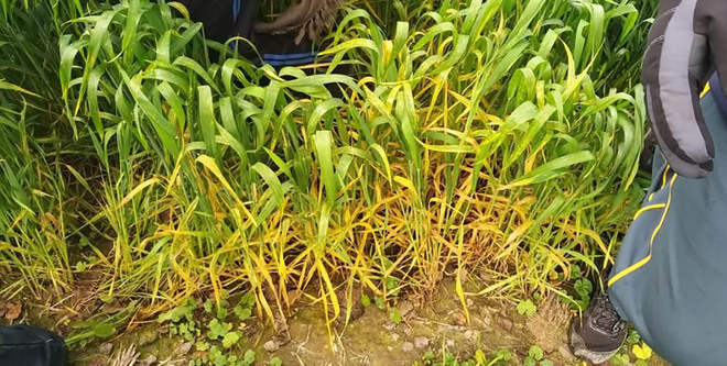 Yellow rust hits wheat in some areas of dist