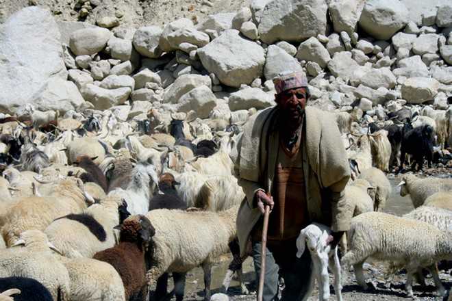 Project launched for genetic improvement of gaddi sheep