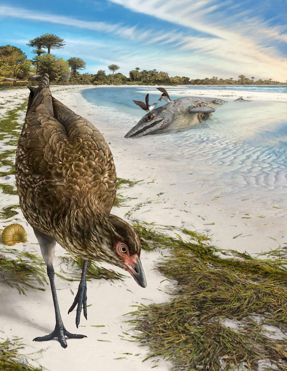 'Wonderchicken' fossil from Belgium reveals dawn of modern birds