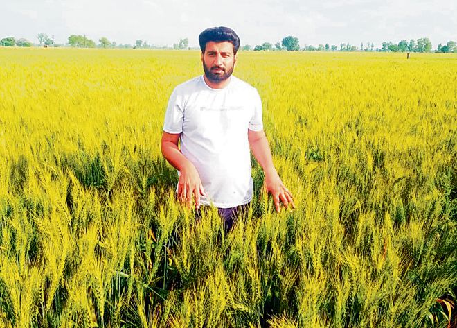 Farmers a harried lot amid yellow rust attack