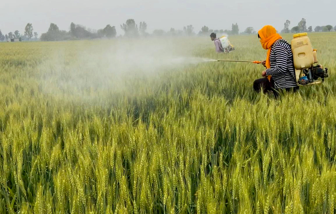 Punjab, Haryana farmers fear lockdown may hit harvesting, procurement
