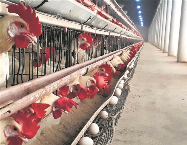 Covid shadow on poultry industry