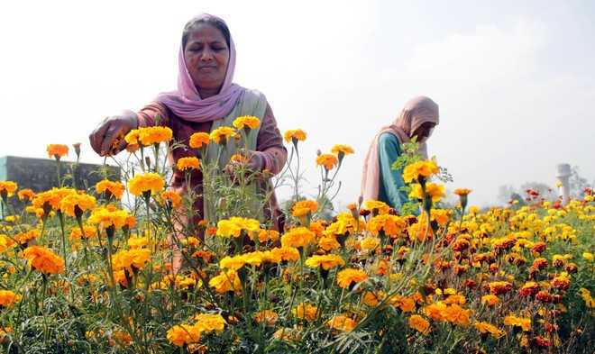 Punjab farms to bloom with flowers