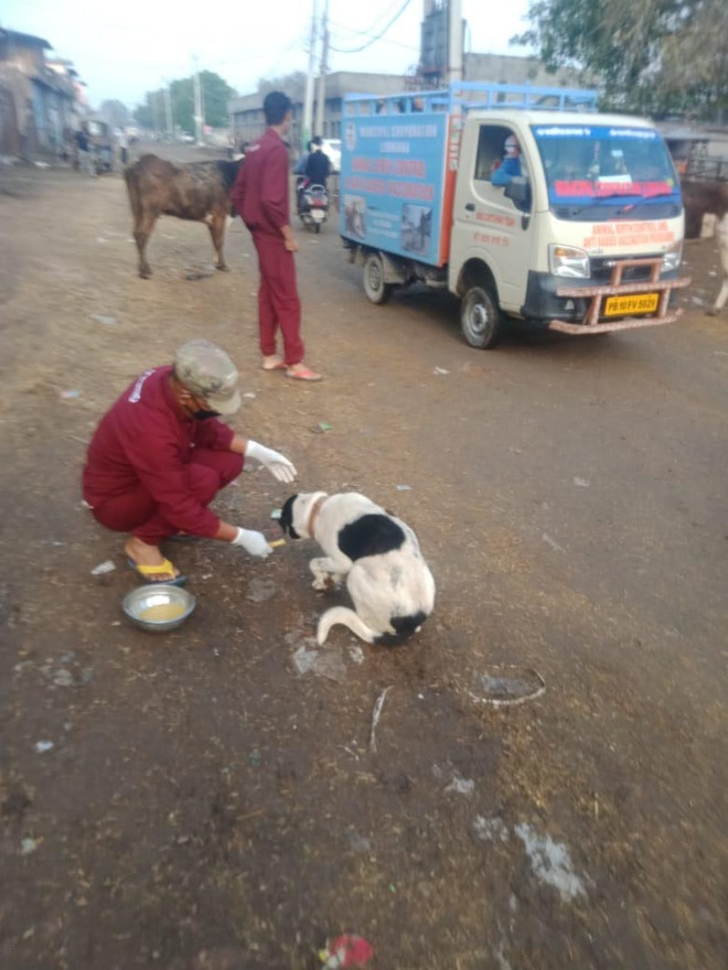 MC starts feeding stray dogs in Ludhiana