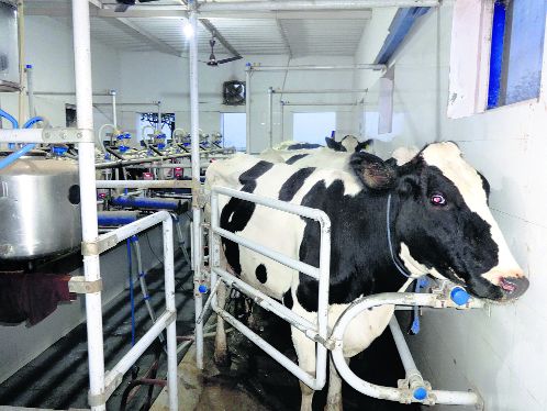 Dairies demand doorstep delivery of vet medicines