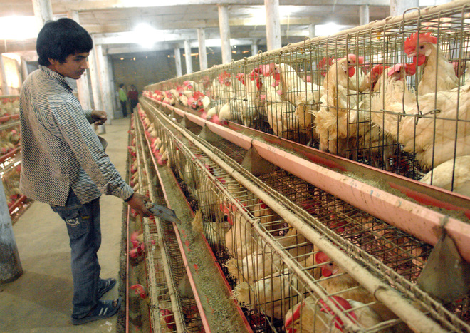 No feed for birds, allow culling: Poultry owners